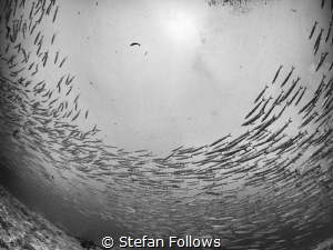Hole in the Sky ... Chevron Barracuda - Sphyraena qenie. ... by Stefan Follows 